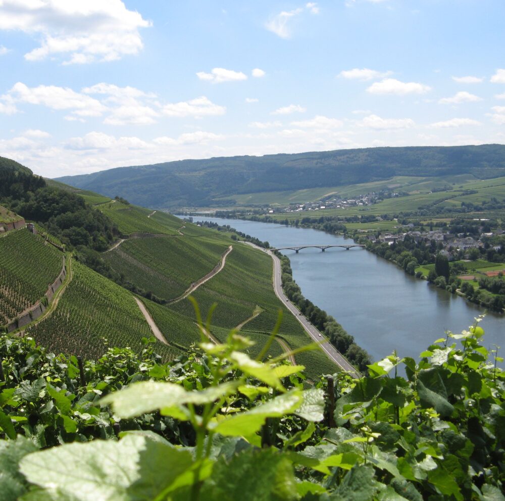 AOP Muscadet sur Lie Sevre et Maine Henry de Velter